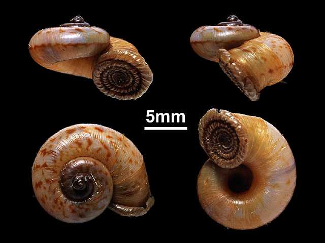 image of A.itieri var.hofmeisteri (b)